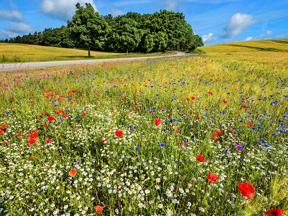 zur &Uuml;bersicht Weg & Steg 7
