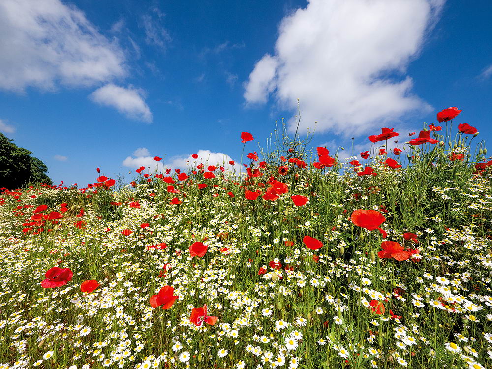 zur &Uuml;bersicht Wiesen 2