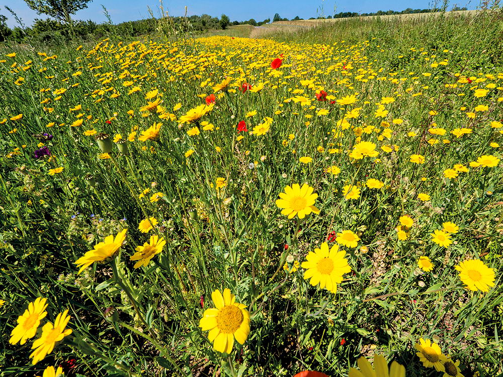zur &Uuml;bersicht Wiesen 2
