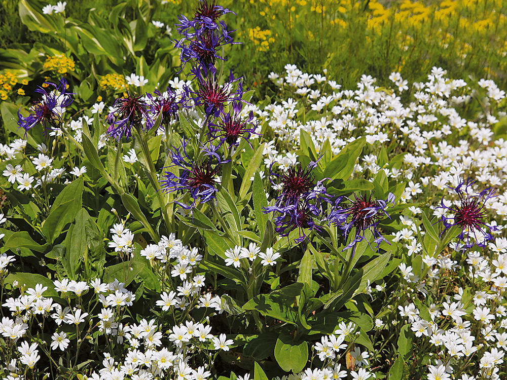 zur &Uuml;bersicht Wiesen 2