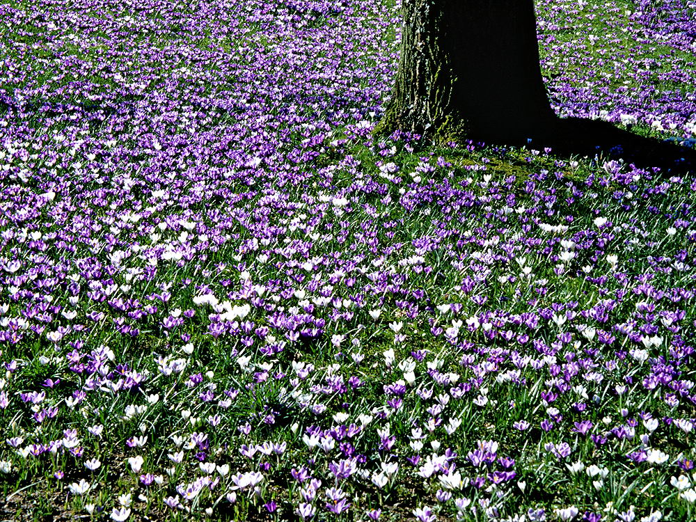 zur &Uuml;bersicht Wiesen 2