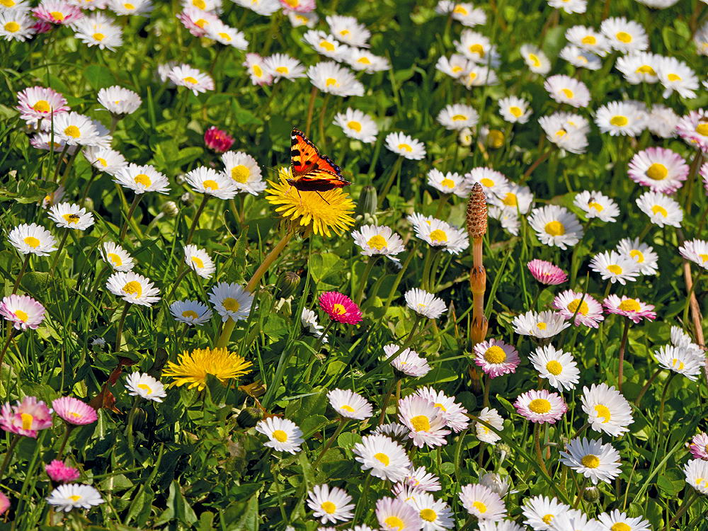 zur &Uuml;bersicht Wiesen 2