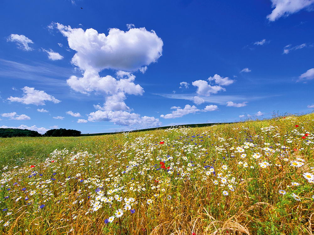zur &Uuml;bersicht Wiesen 2