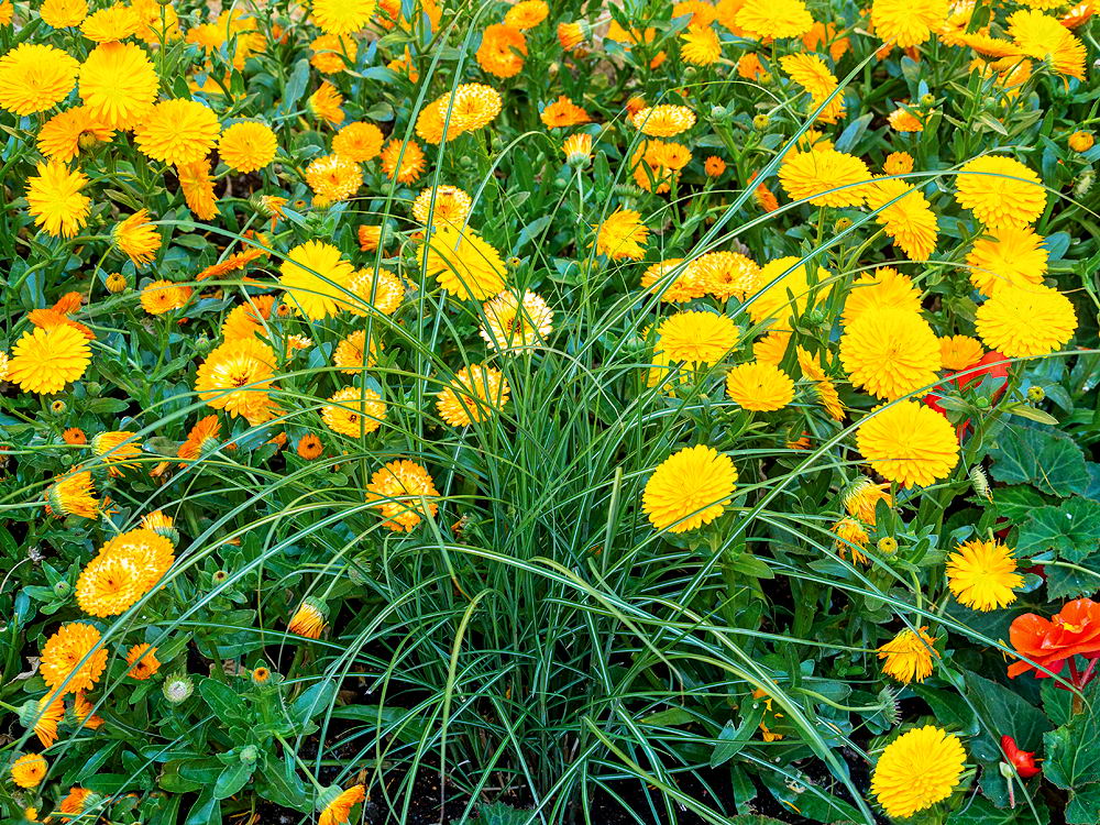 zur &Uuml;bersicht Wiesen 2