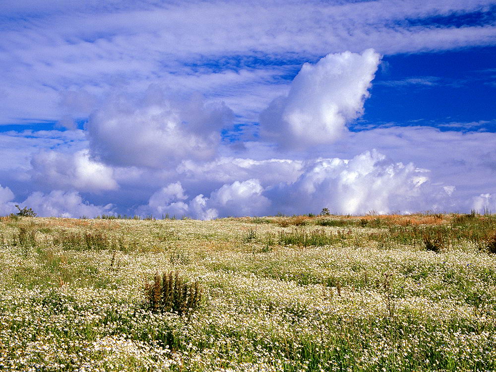 zur &Uuml;bersicht Wiesen 2