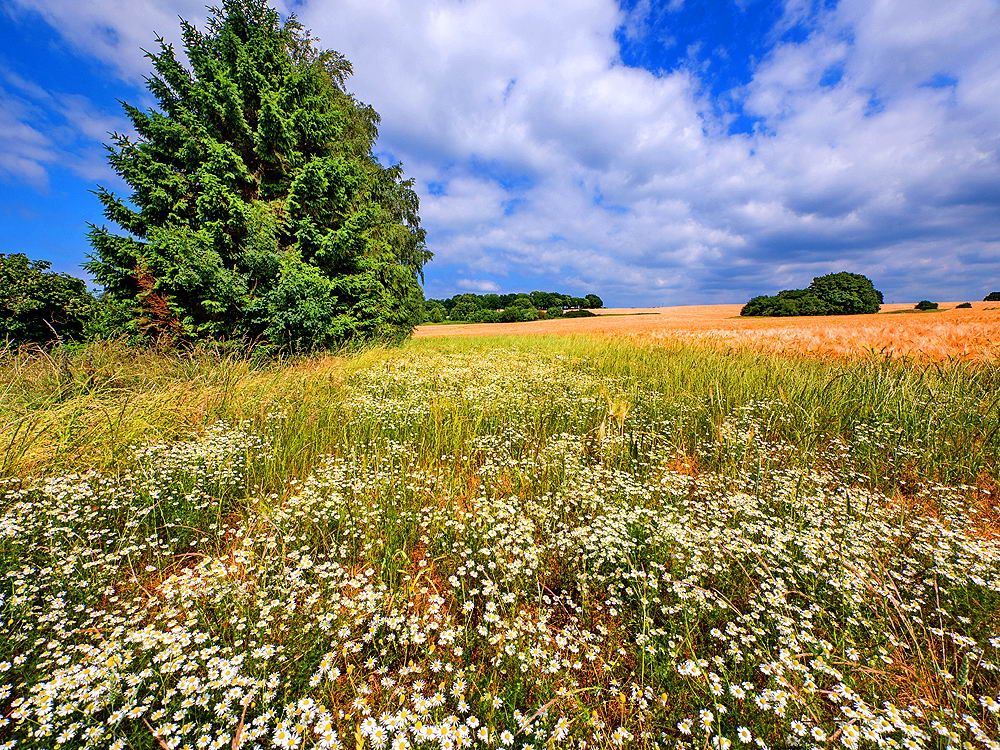 zur &Uuml;bersicht Wiesen 3
