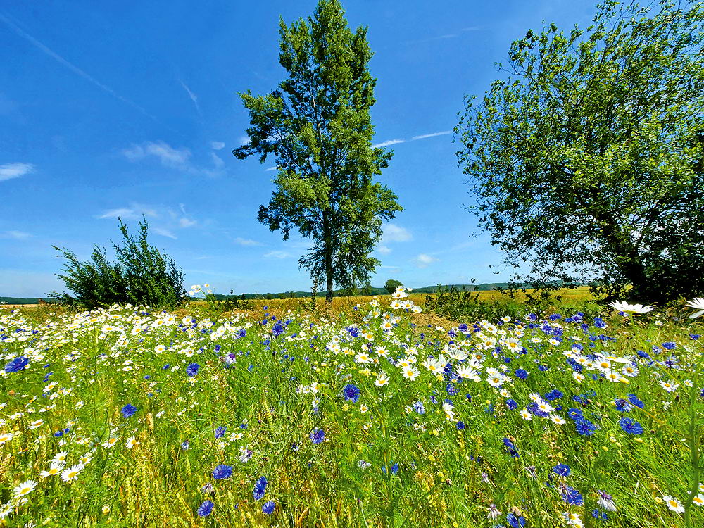 zur &Uuml;bersicht Wiesen 3