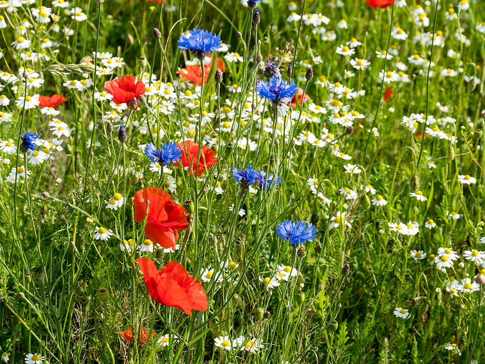 zur &Uuml;bersicht Wiesen 3