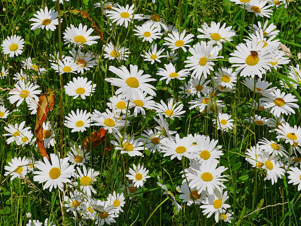 zur &Uuml;bersicht Wiesen 3