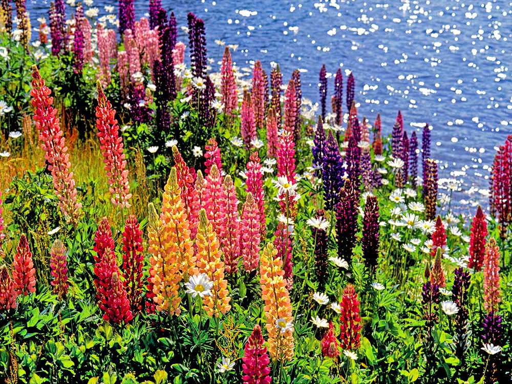 zur &Uuml;bersicht Wiesen 3