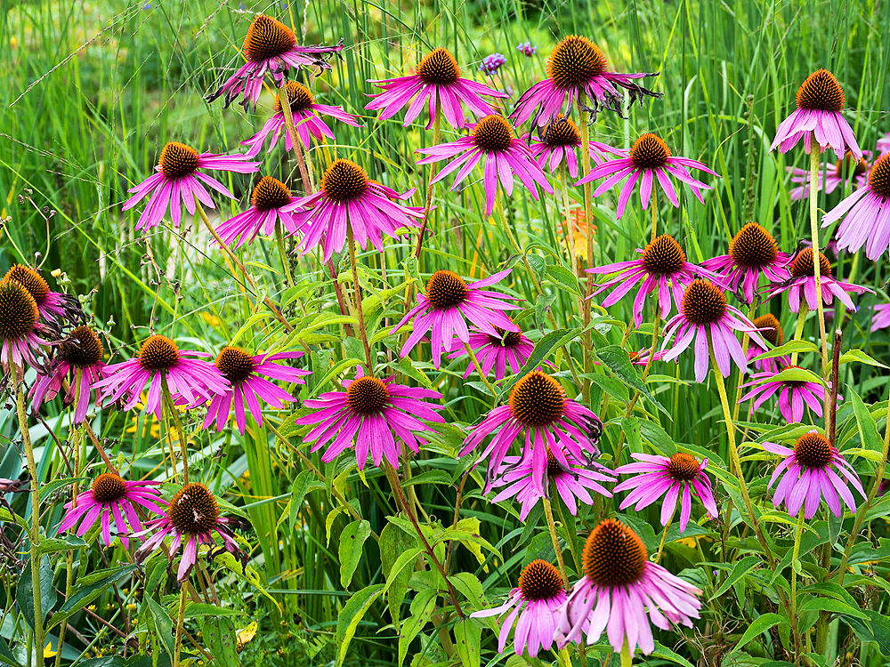 zur &Uuml;bersicht Wiesen 3