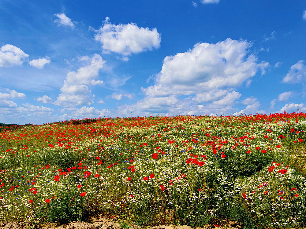 zur &Uuml;bersicht Wiesen 4