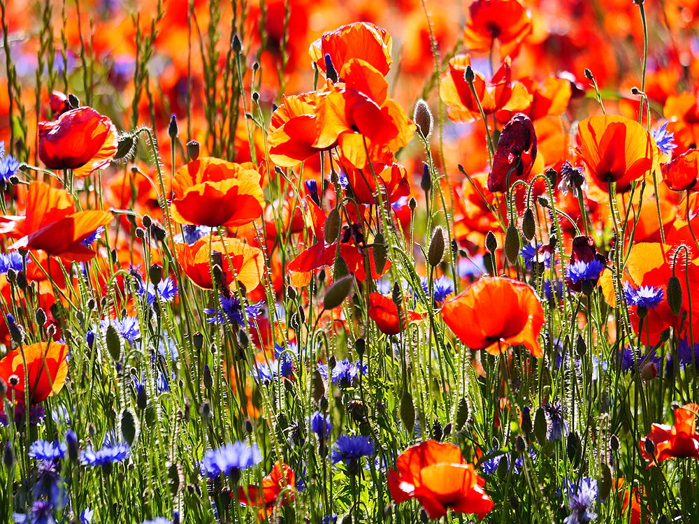 zur &Uuml;bersicht Wiesen 4