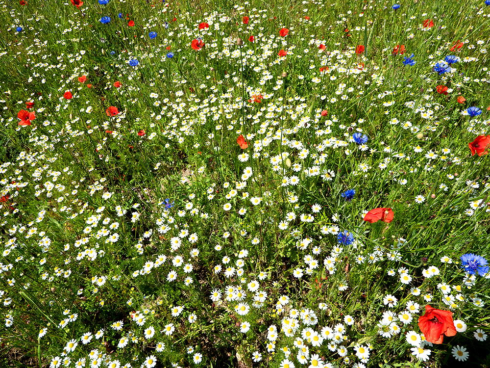 zur &Uuml;bersicht Wiesen 4