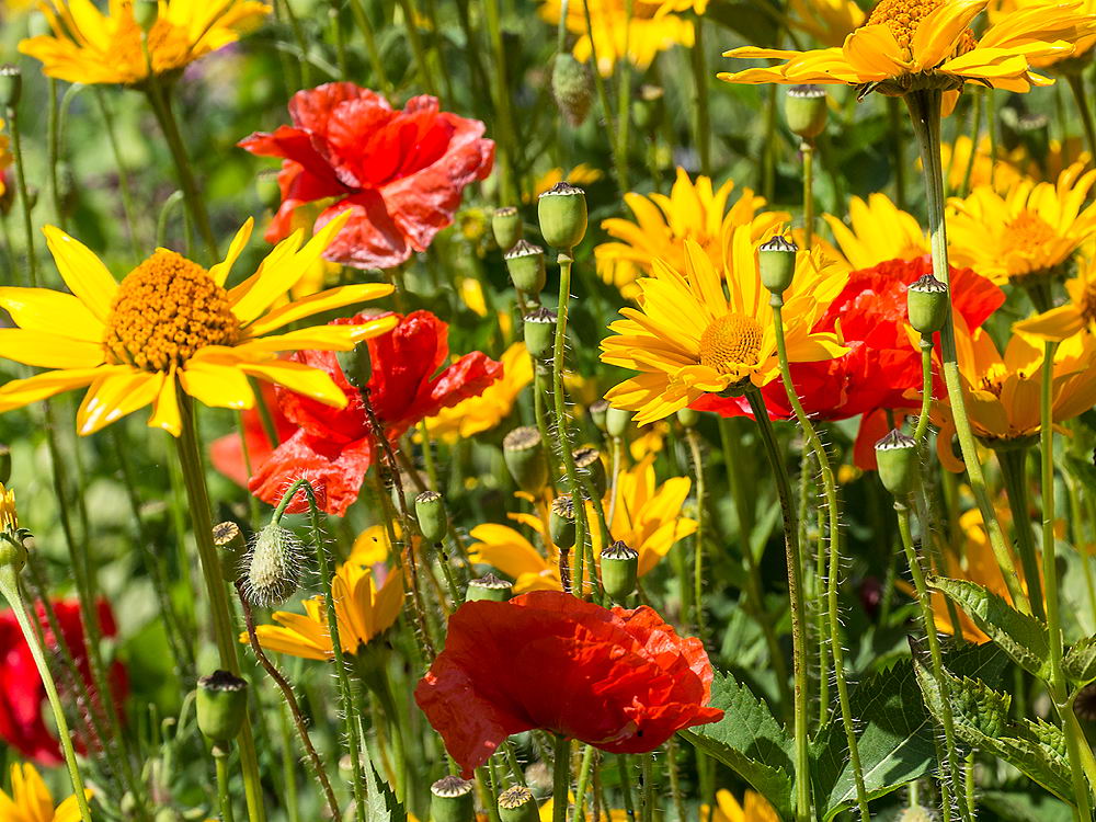 zur &Uuml;bersicht Wiesen 4