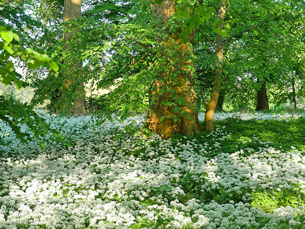 zur &Uuml;bersicht Wiesen 4