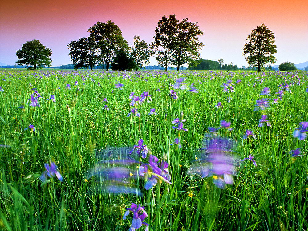 zur &Uuml;bersicht Wiesen 4