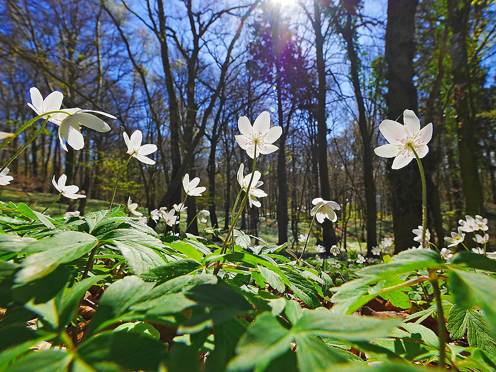 zur &Uuml;bersicht Wiesen 4
