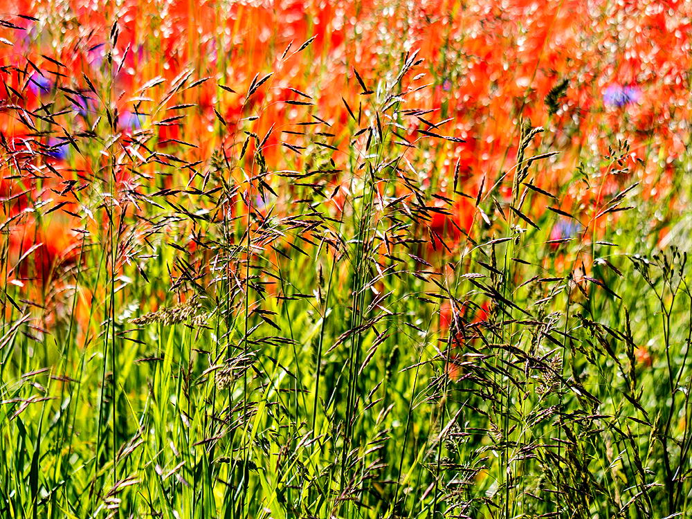 zur &Uuml;bersicht Wiesen 5