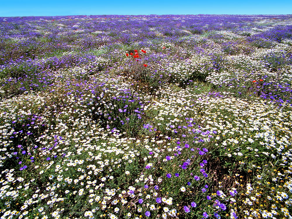 zur &Uuml;bersicht Wiesen 5