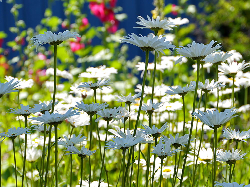 zur &Uuml;bersicht Wiesen 5