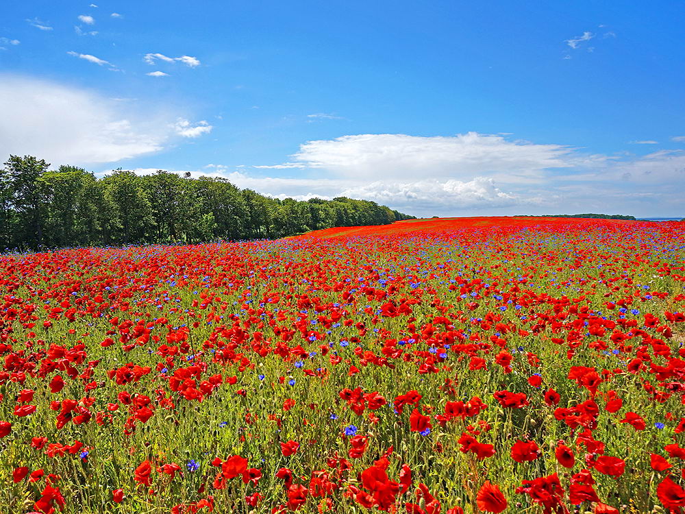 zur &Uuml;bersicht Wiesen 5