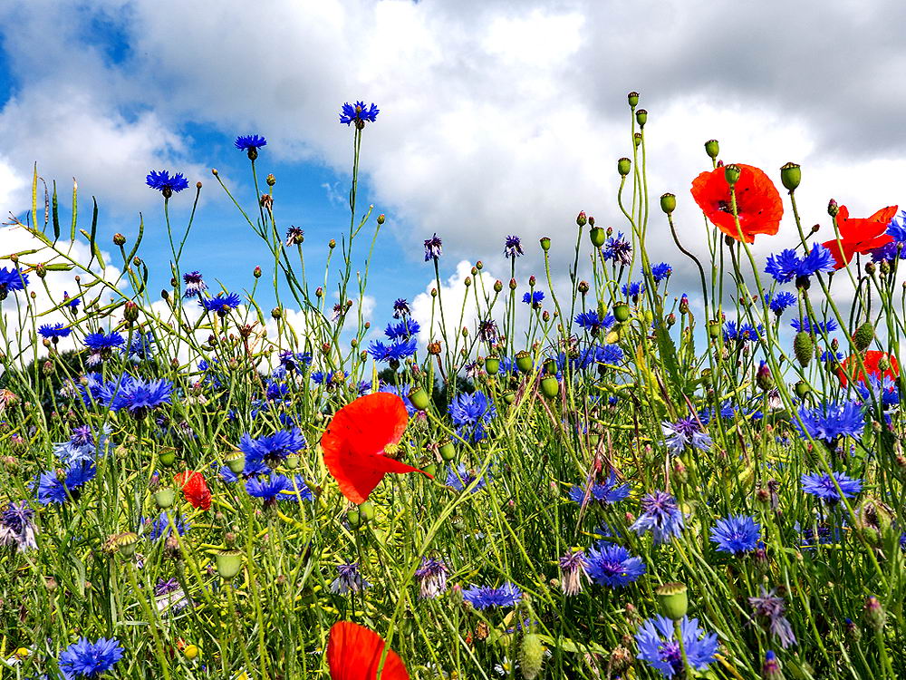 zur &Uuml;bersicht Wiesen 5