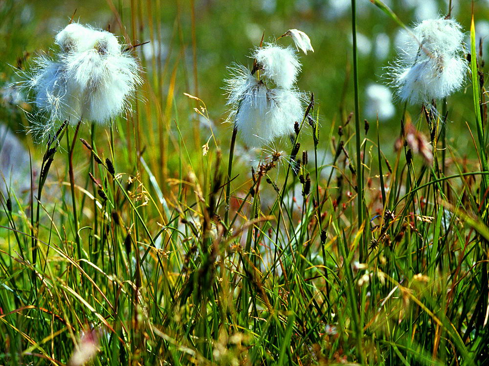 zur &Uuml;bersicht Wiesen 5
