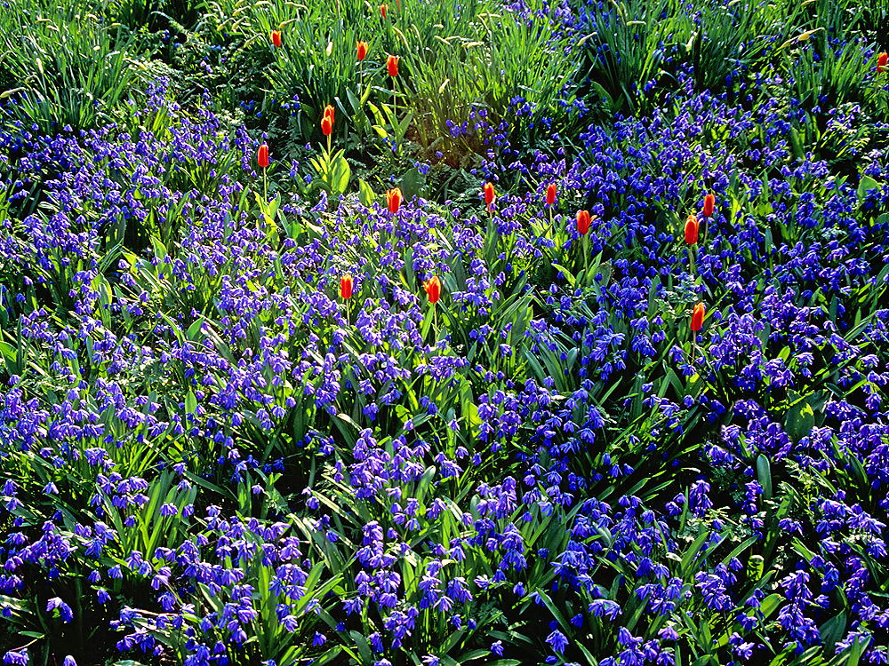 zur &Uuml;bersicht Wiesen 5