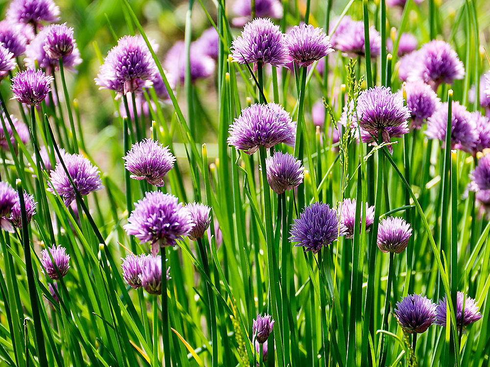 zur &Uuml;bersicht Wiesen 5