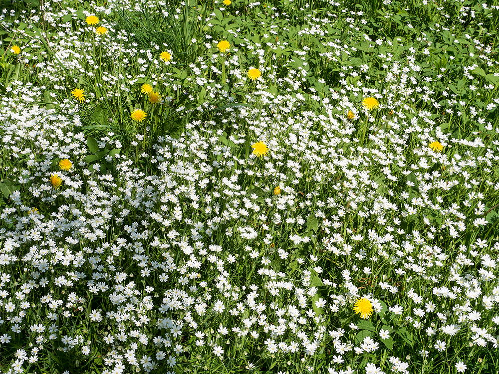 zur &Uuml;bersicht Wiesen 6