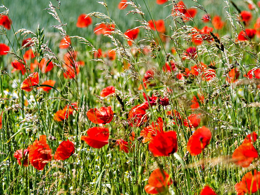 zur &Uuml;bersicht Wiesen 6