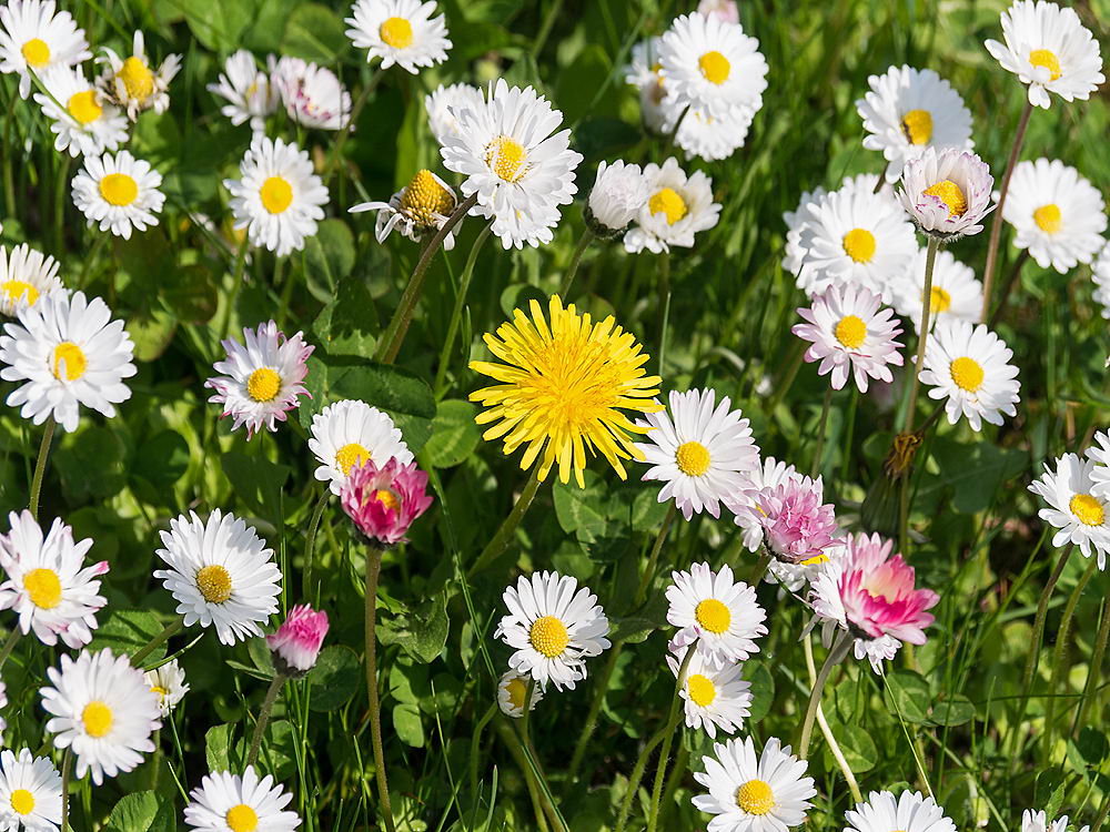 zur &Uuml;bersicht Wiesen 6