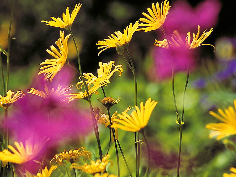 zur &Uuml;bersicht Wiesen 6