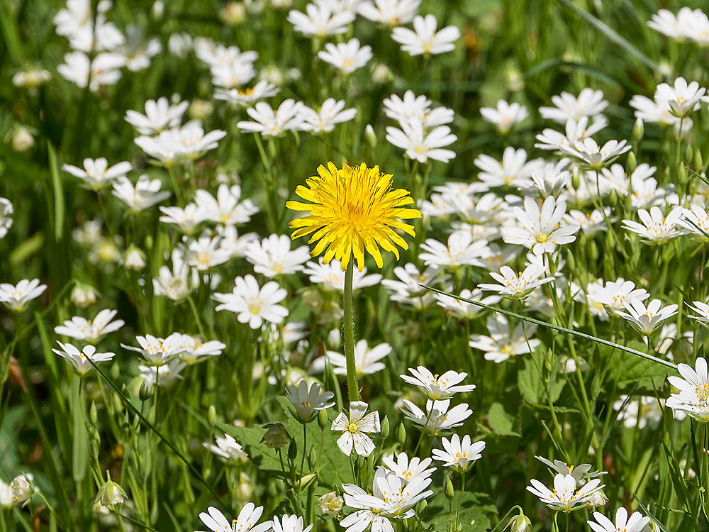 zur &Uuml;bersicht Wiesen 6