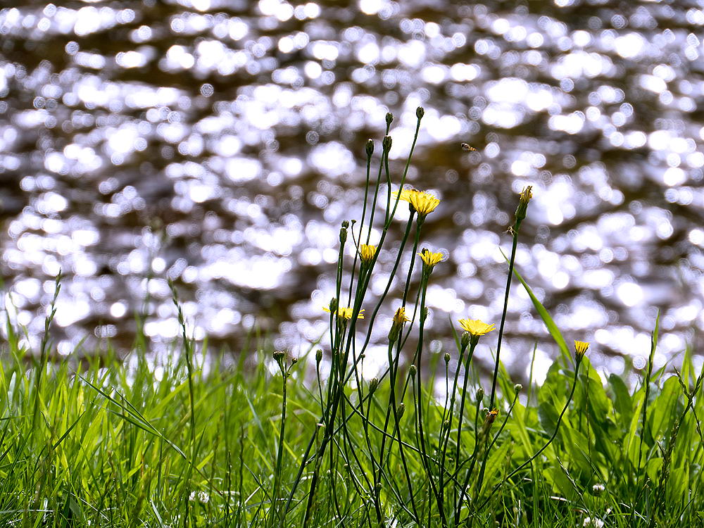 zur &Uuml;bersicht Wiesen 6