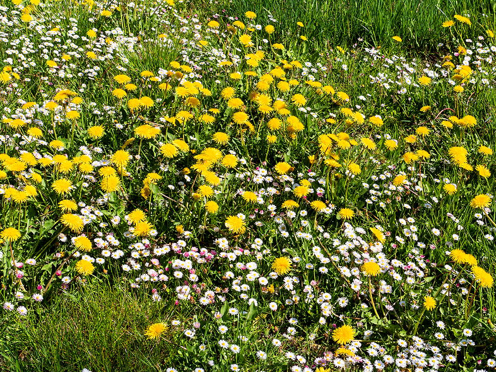 zur &Uuml;bersicht Wiesen 6