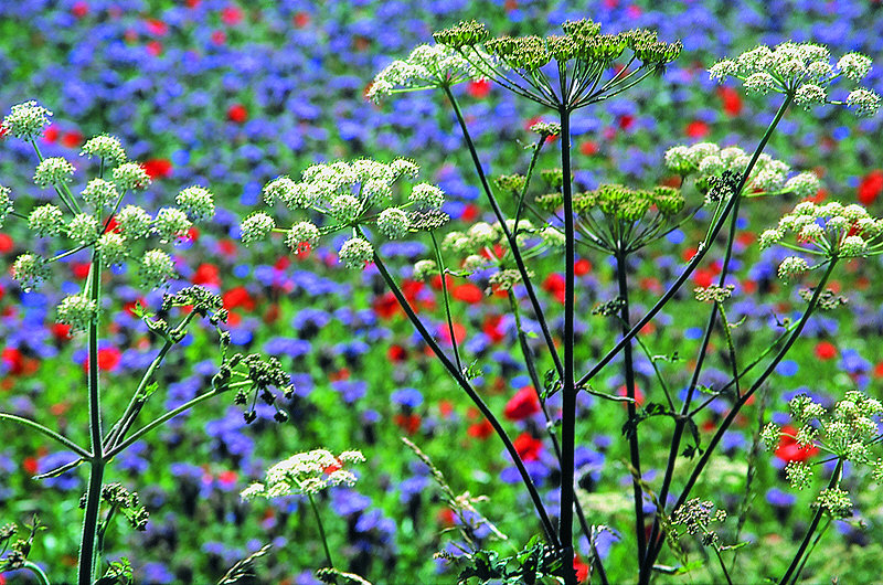 zur &Uuml;bersicht Wildblumen