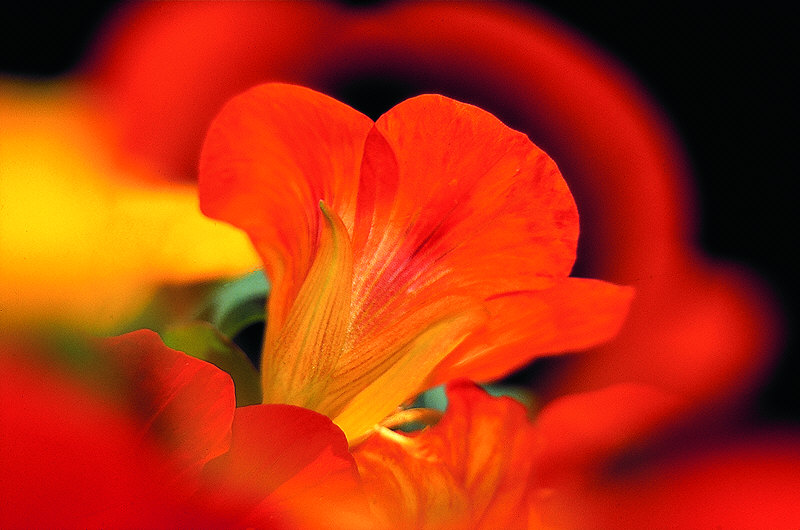 zur &Uuml;bersicht Wildblumen