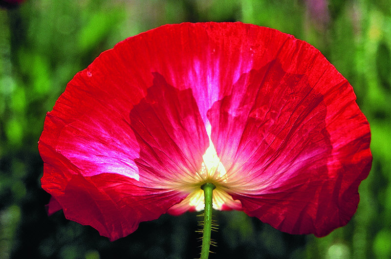 zur &Uuml;bersicht Wildblumen