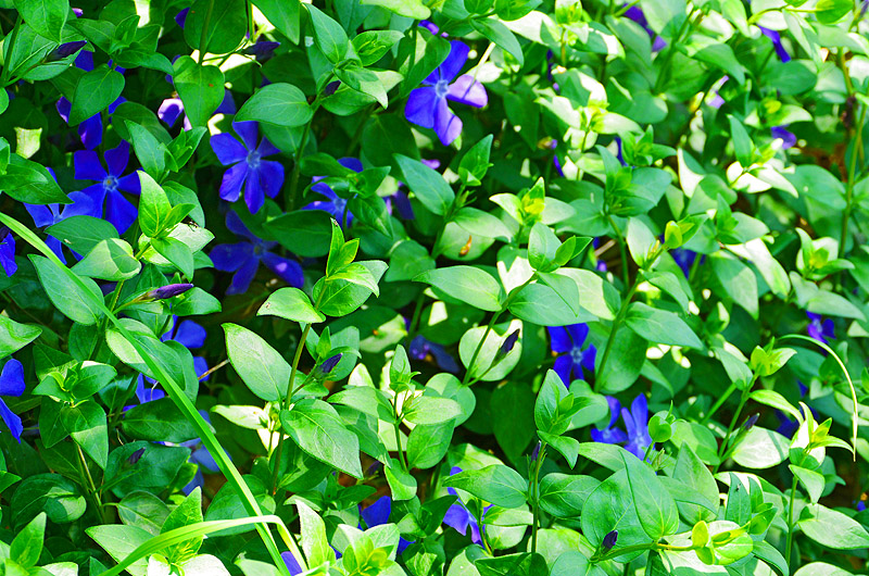 zur &Uuml;bersicht Wildblumen 4