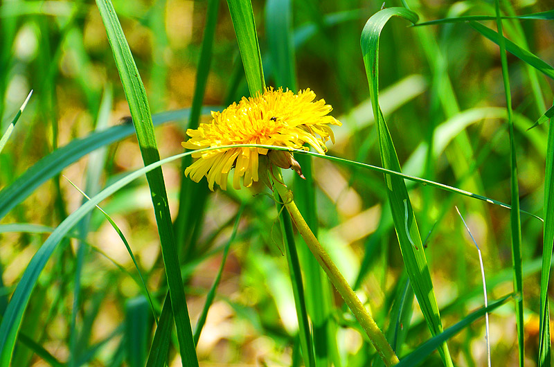 zur &Uuml;bersicht Wildblumen 4