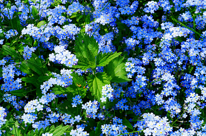 zur &Uuml;bersicht Wildblumen 4