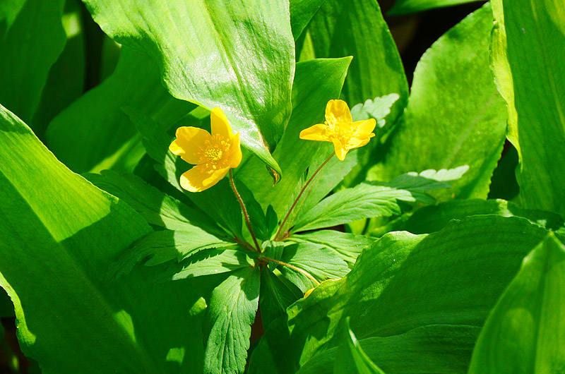 zur &Uuml;bersicht Wildblumen 4