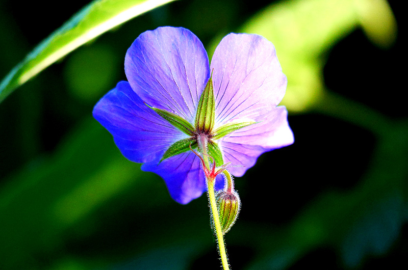 zur &Uuml;bersicht Wildblumen 4
