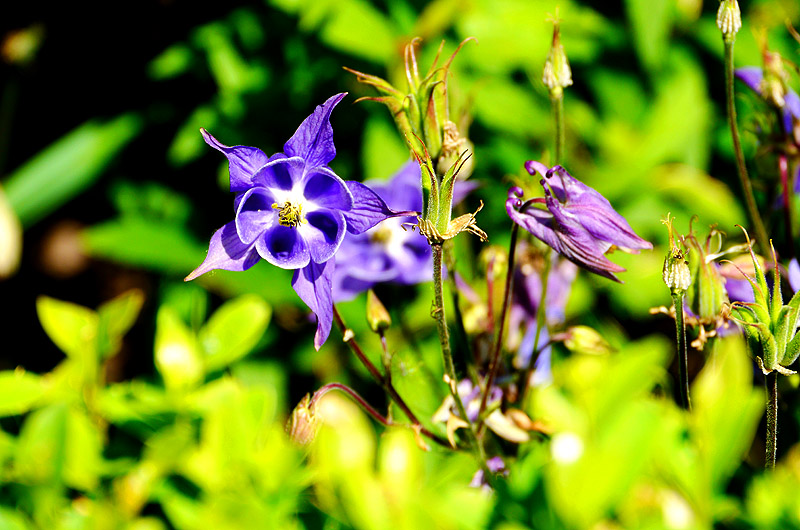 zur &Uuml;bersicht Wildblumen 4