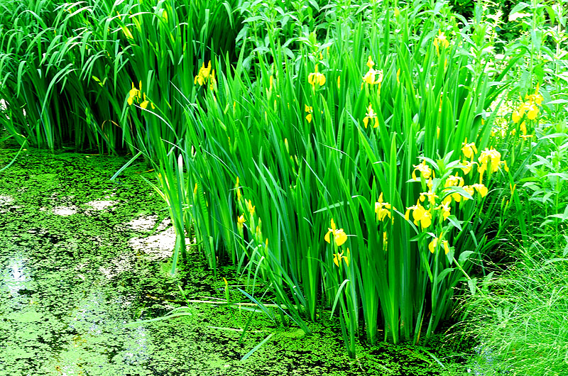 zur &Uuml;bersicht Wildblumen 4