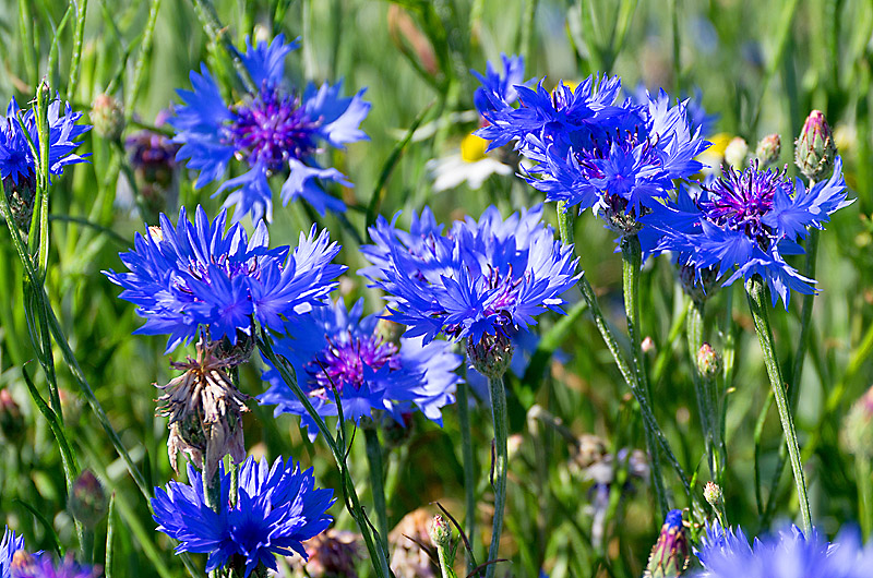 zur &Uuml;bersicht Wildblumen 5