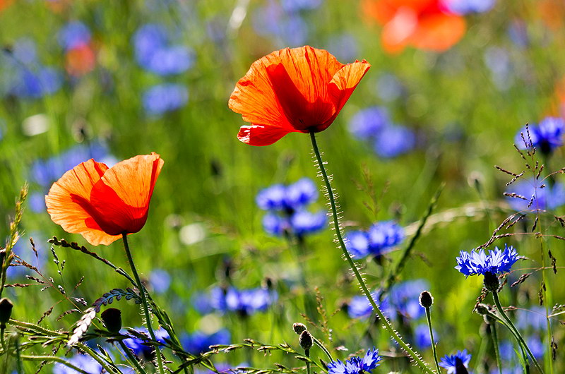 zur &Uuml;bersicht Wildblumen 5