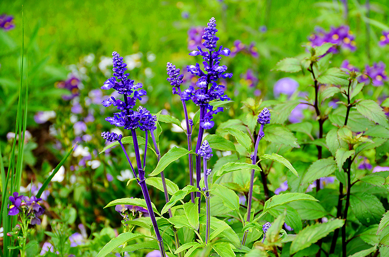 zur &Uuml;bersicht Wildblumen 5